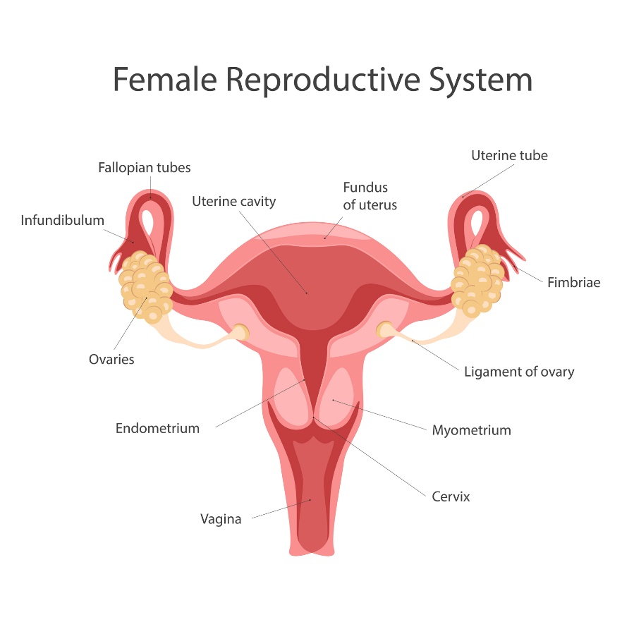 Sistemul reproducător feminin