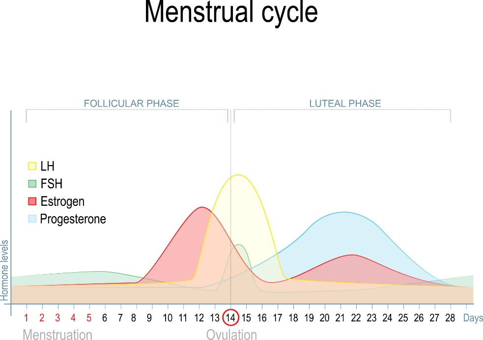 Modificarea nivelului hormonilor sexuali în timpul ciclului menstrual