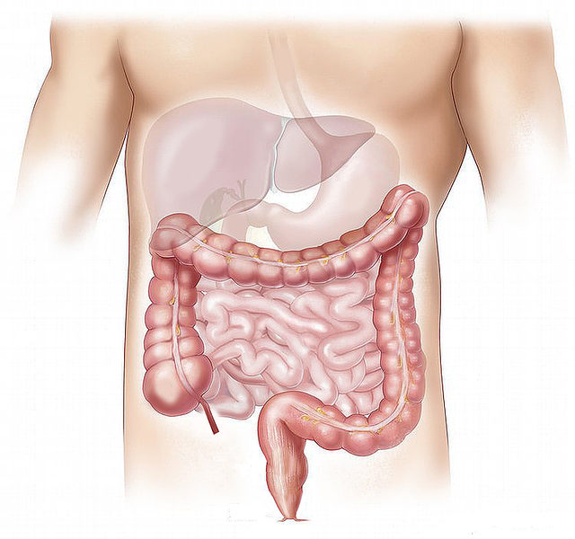 Model, sistem digestiv, stomac, ficat, intestine