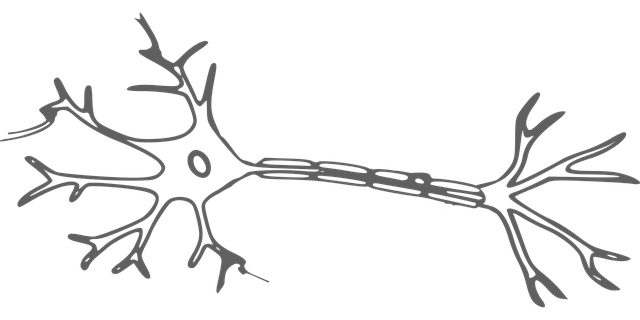 celulă nervoasă, neuron