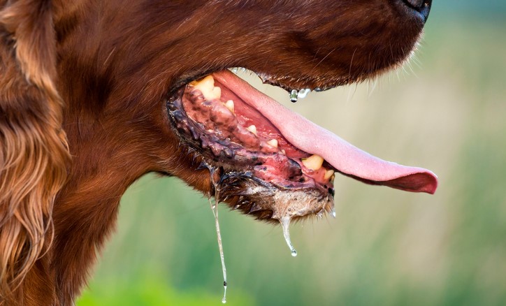 Bălăngănitul la un câine, posibila transmitere a unor boli precum rabia