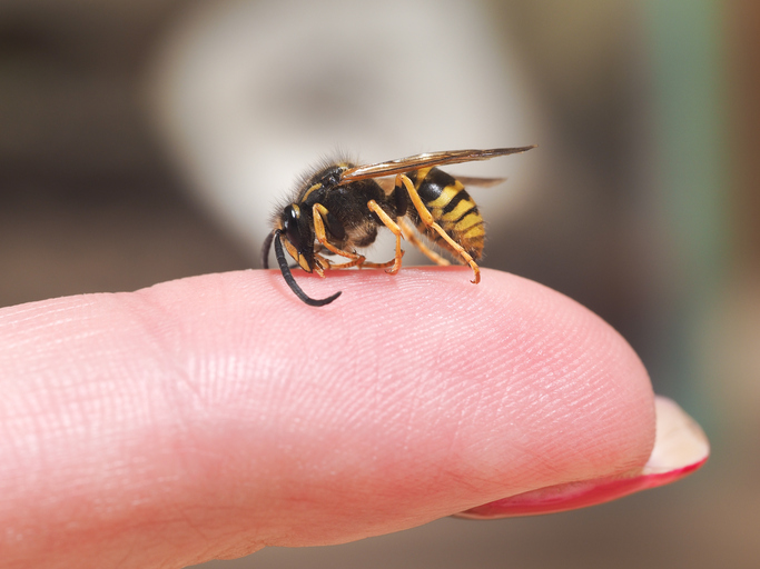 O viespe așezată pe un deget, un semn de alergie la mușcăturile de insecte