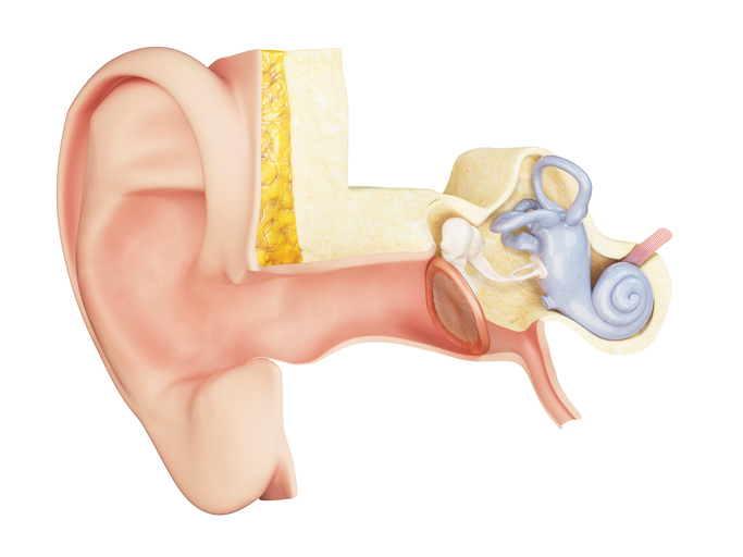 vedere anatomică a urechii medii