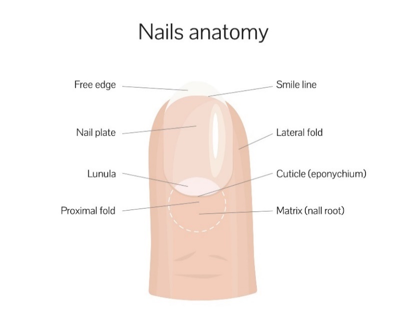 Structura unghiei: marginea liberă, linia zâmbetului, placa unghiei, pliul lateral, lunula, pliul proximal, rădăcina unghiei (matrice)