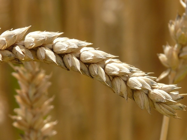 Un ciucure de secară, reprezentând intoleranța la gluten, adică boala celiacă.