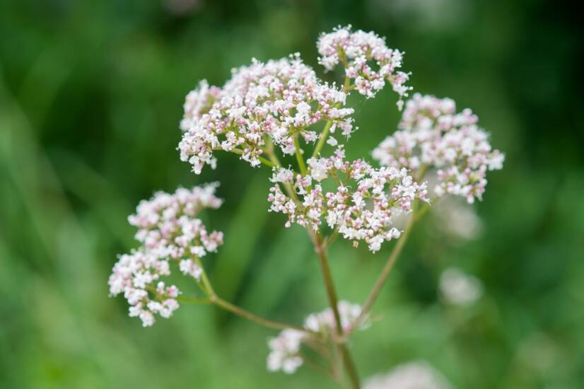 Ce este valeriana: Ce efecte are asupra corpului uman?