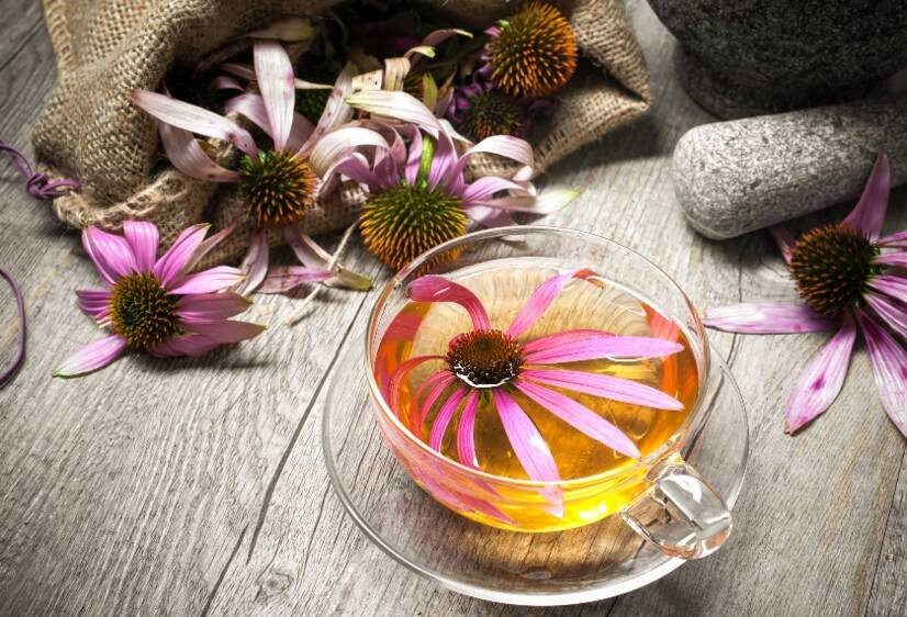 Echinacea și efectele asupra sănătății. Sprijin natural pentru imunitate? + Creșterea