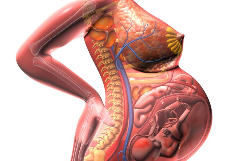 Vedere anatomică a uterului în creștere și a presiunii exercitate asupra organelor din jur. Sursa: Getty Images