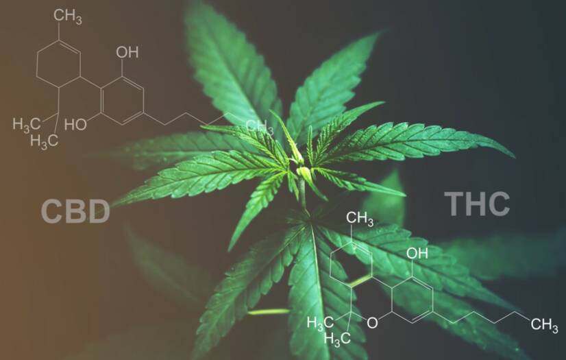 CBD versus THC: Cunoașteți diferența dintre efecte și utilizări?