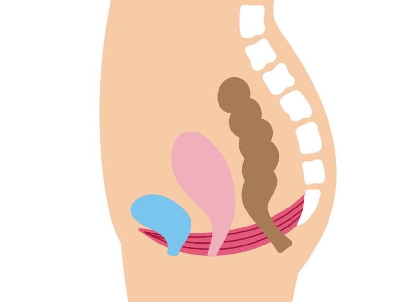 Podeaua pelviană: care este funcția și importanța ei la femei + Exerciții de întărire și relaxare