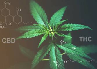 CBD versus THC: Cunoașteți diferența dintre efecte și utilizări?